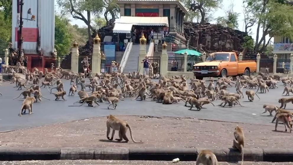 新型コロナのせいで餌がもらえずタイの街で暴れまわる猿たち