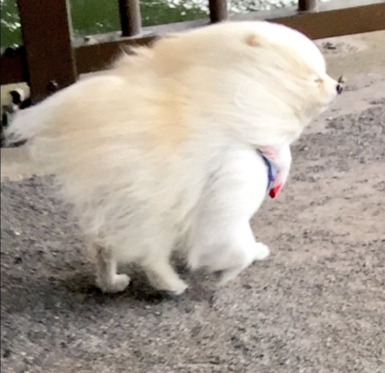 【犬おもしろ画像】強風の中を散歩するポメラニアン（笑）