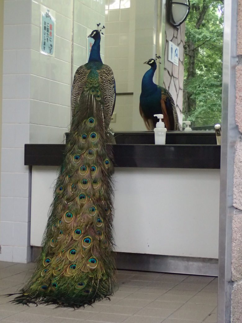 多摩動物公園の男子トイレでクジャクが鏡で身だしなみチェック（笑）