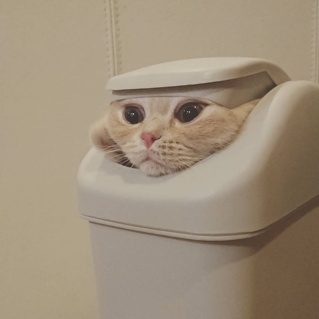 ゴミ箱に入る猫のおもしろい顔 笑