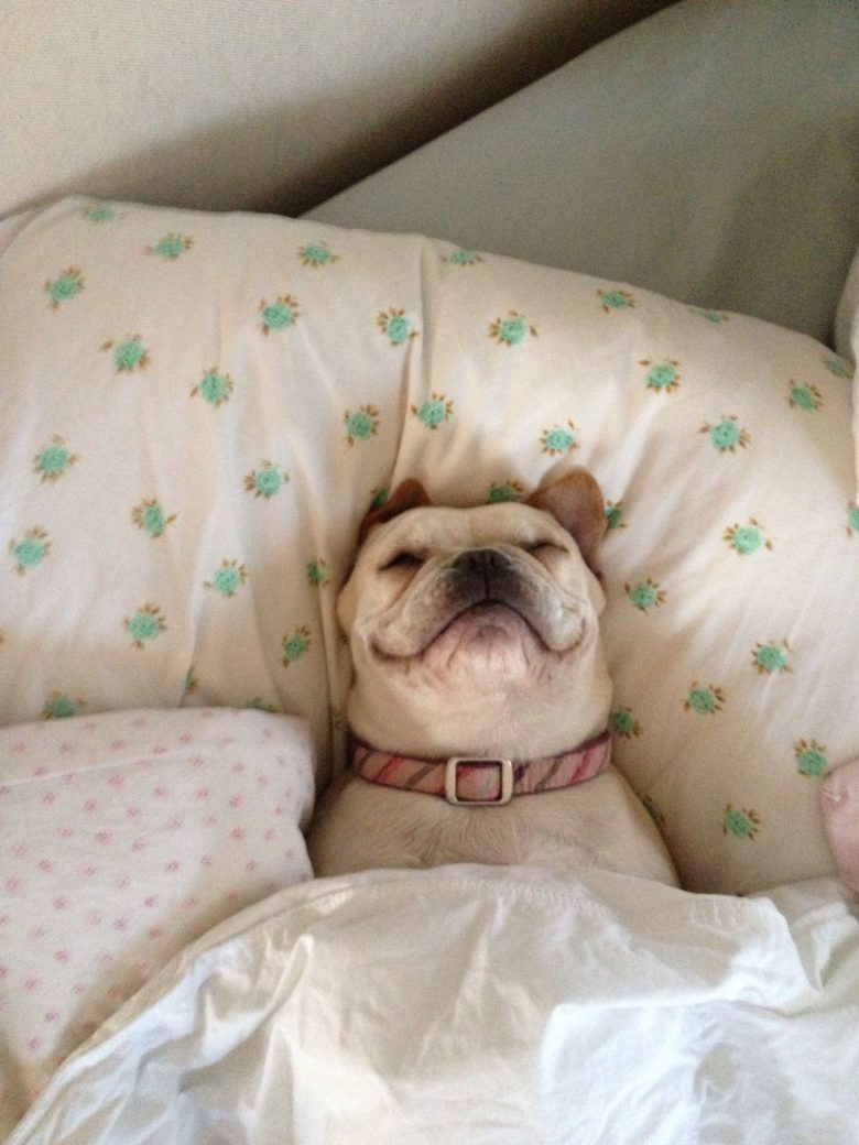 【犬おもしろ画像】ベッドで気持ちよさそうに眠る犬がかわいい（笑）