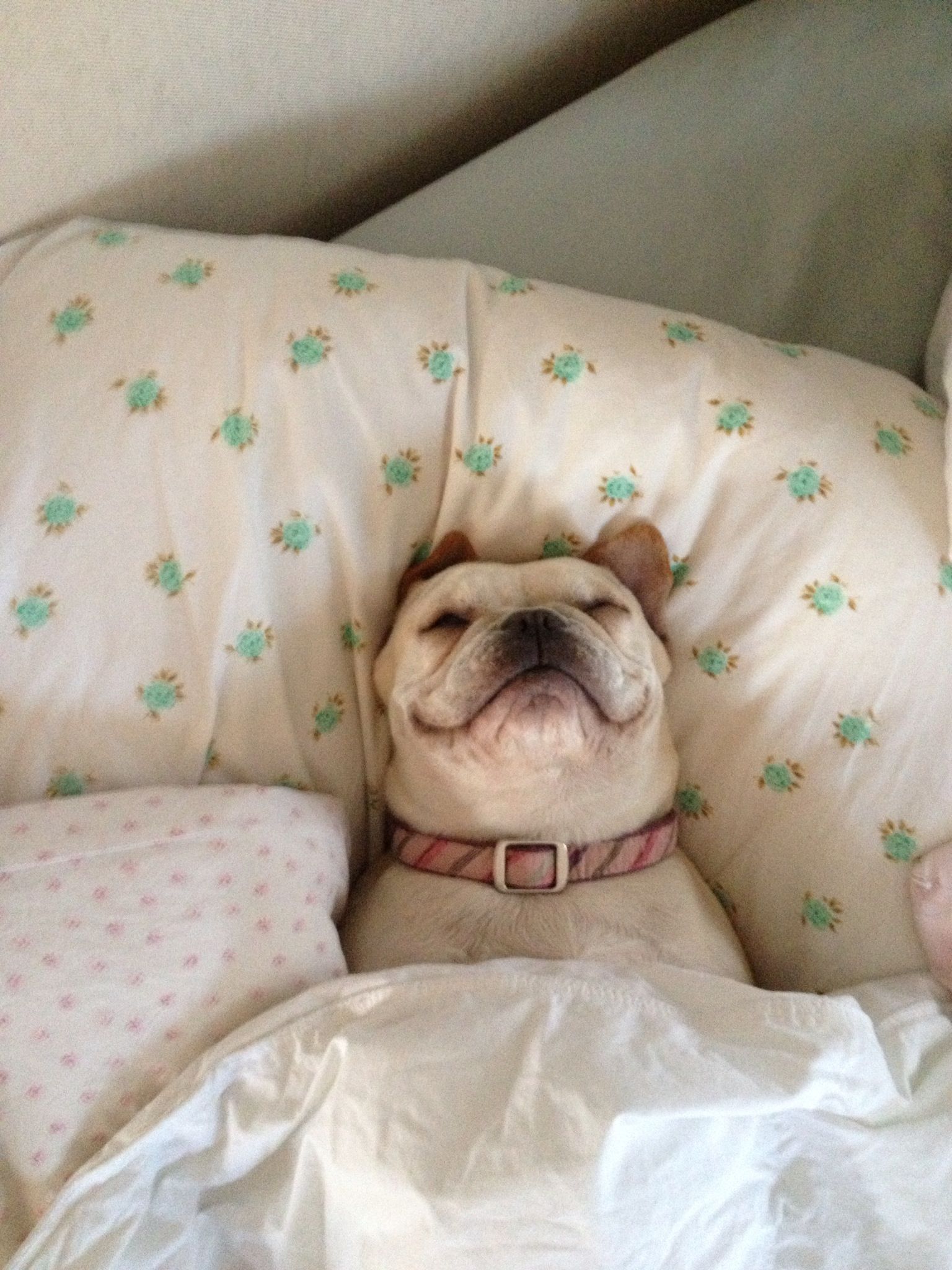 ベッドで気持ちよさそうに眠る犬がかわいい 笑