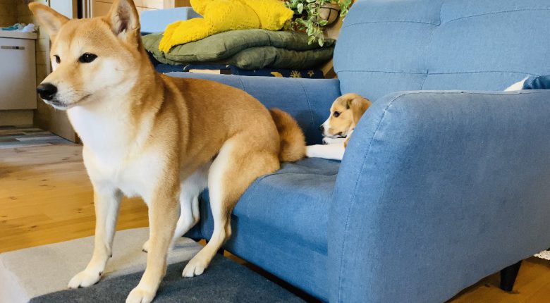 【犬おもしろ画像】ソファーにお尻をちょこんと乗せて座る柴犬（笑）