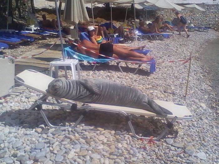 【海のアザラシおもしろ画像】ビーチチェアで日光浴をするアザラシ（笑）