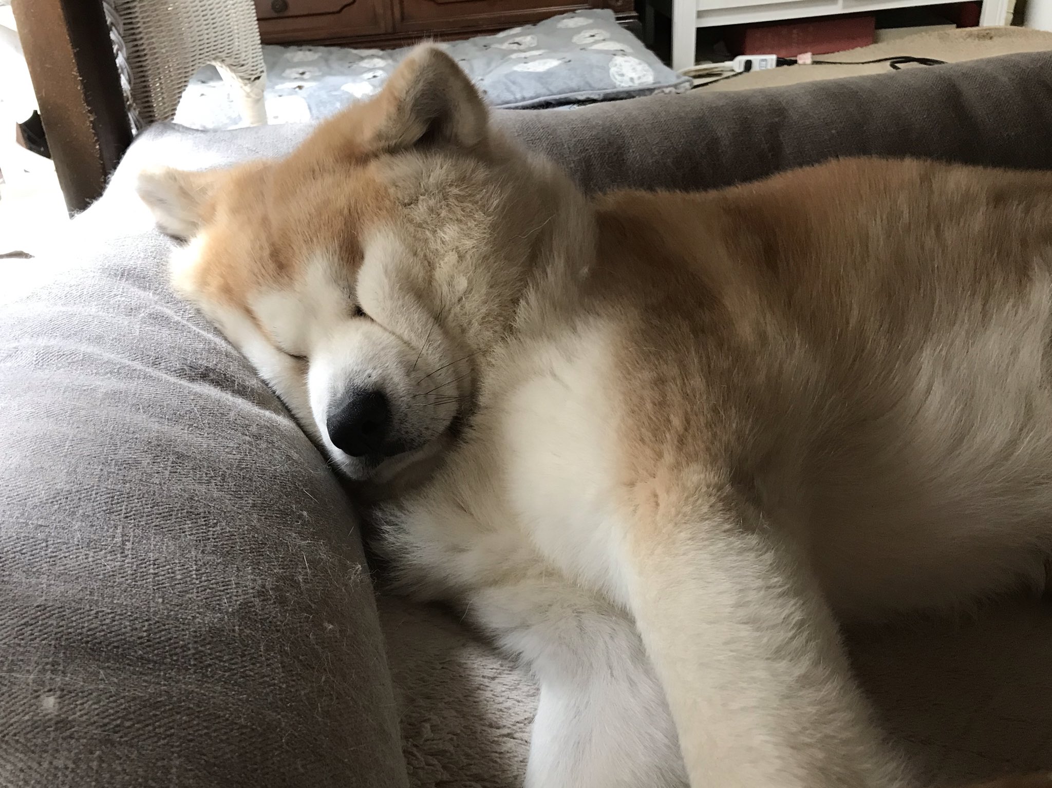 つぶれた顔で寝る秋田犬の寝顔がすごい 笑