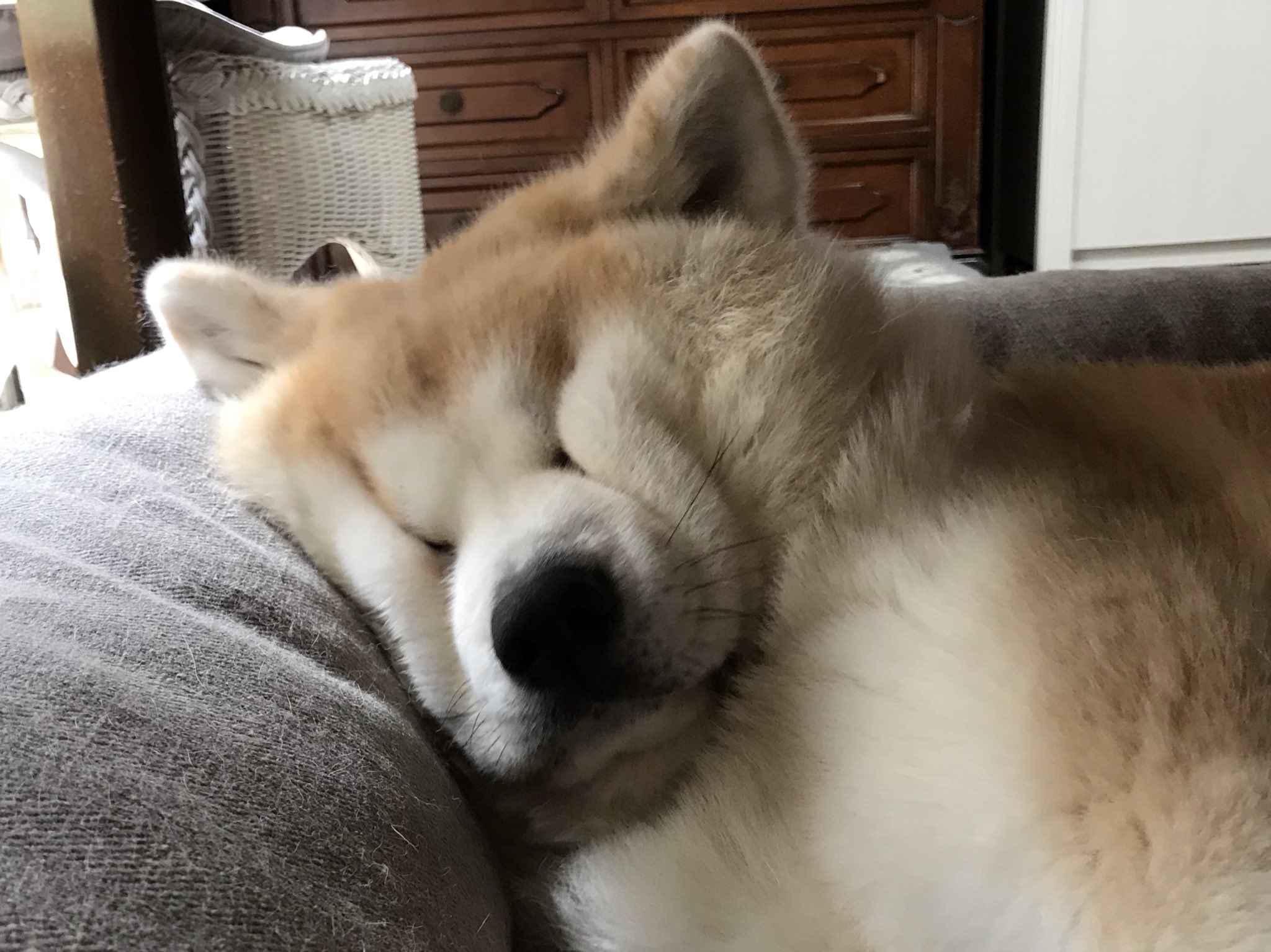 つぶれた顔で寝る秋田犬の寝顔がすごい 笑