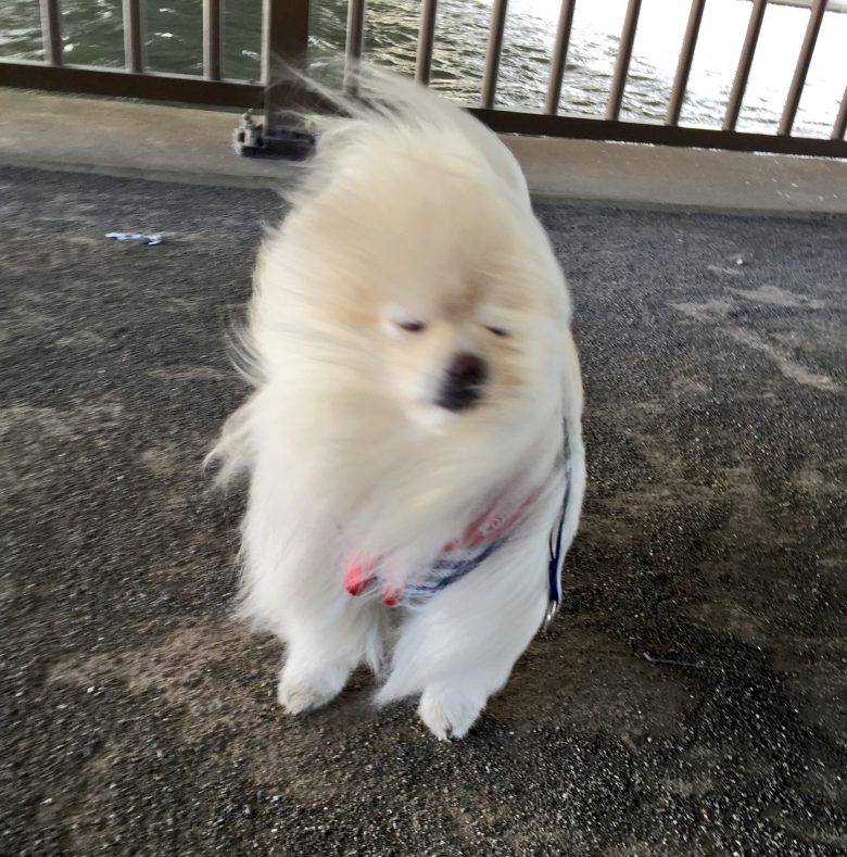 【犬おもしろ画像】強風の中を散歩するポメラニアン（笑）