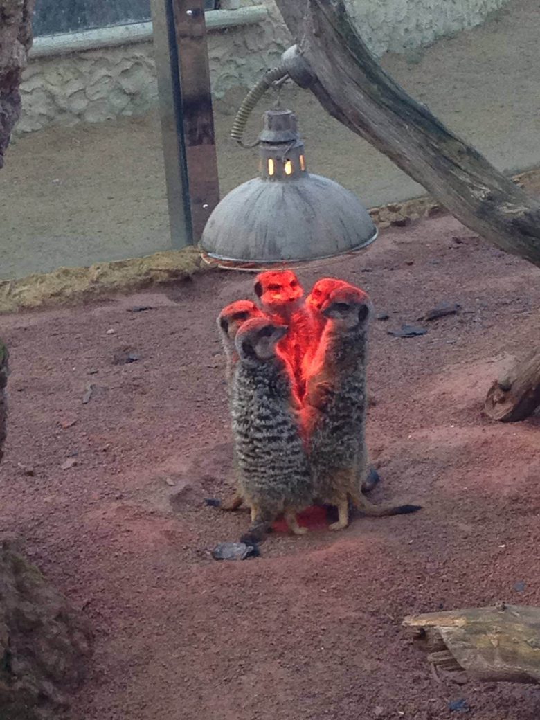 ライトの下に群がるイギリスの動物園のミーアキャット（笑）