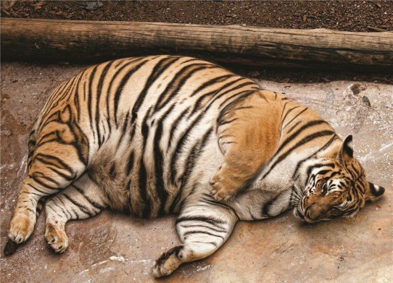 【虎おもしろ画像】野生を忘れて太り過ぎたトラがかわいい（笑）