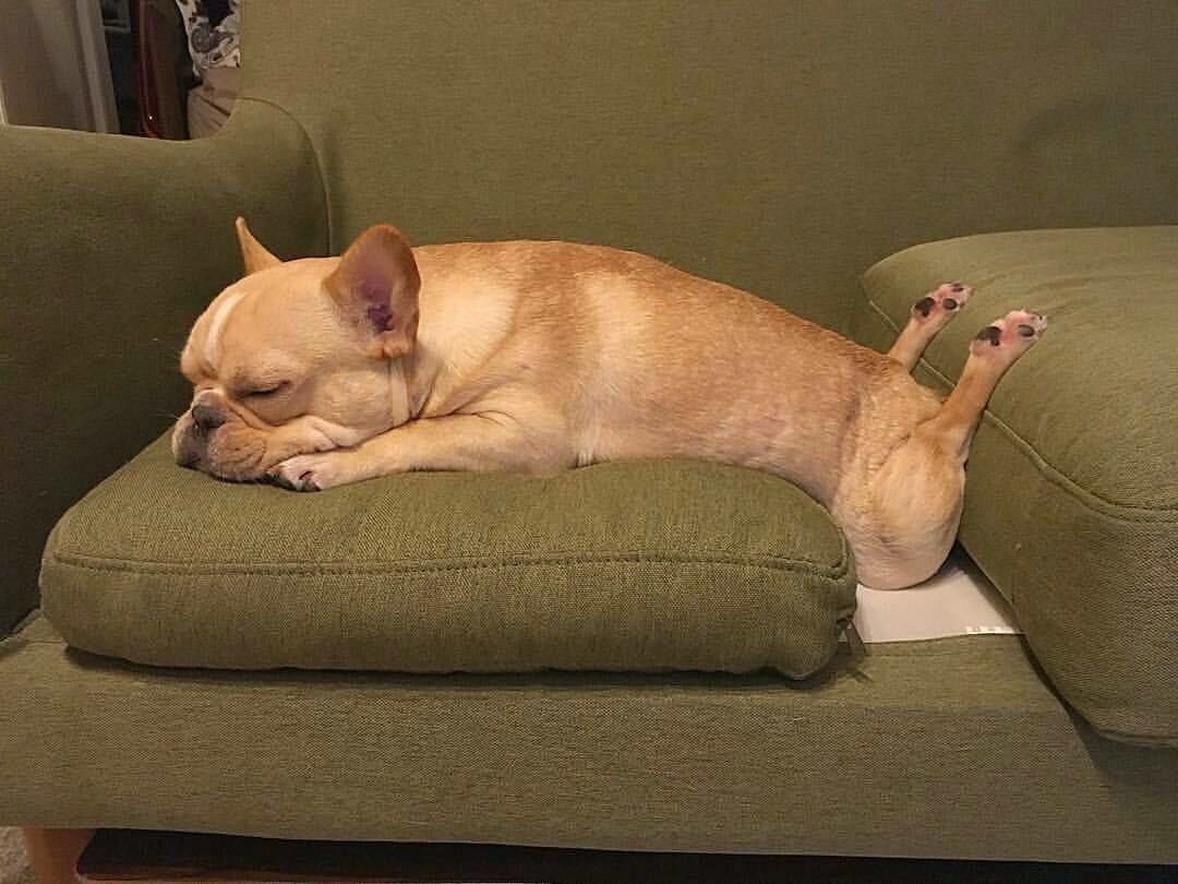 寝てるフレンチブルドッグ犬の足にびっくり 笑