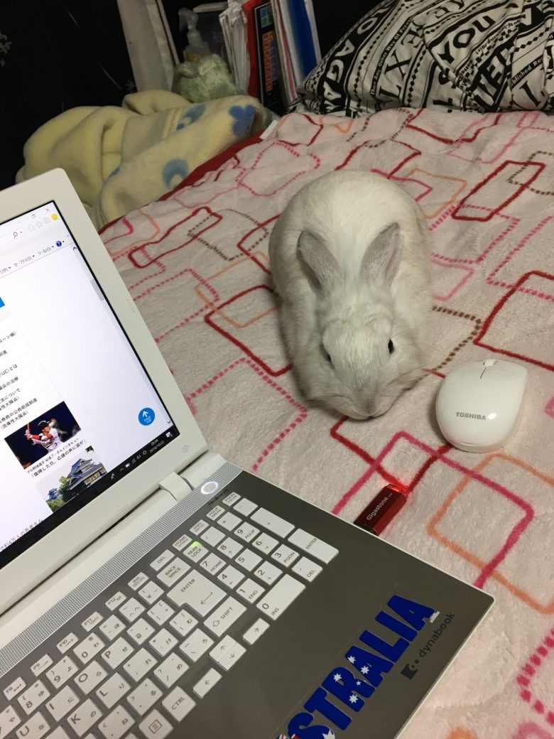 【ウサギおもしろ画像】パソコン作業中にマウスと思って掴んだものがモフモフのうさぎ（笑）