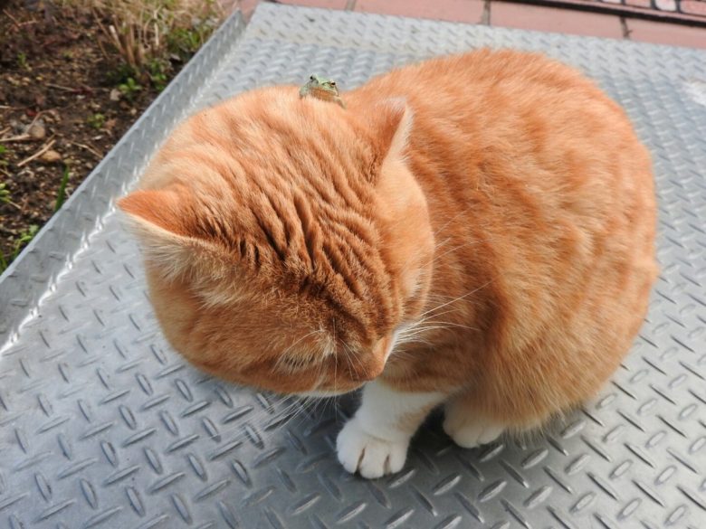 【猫おもしろ画像】消えたカエルを探す猫がかわいい（笑）
