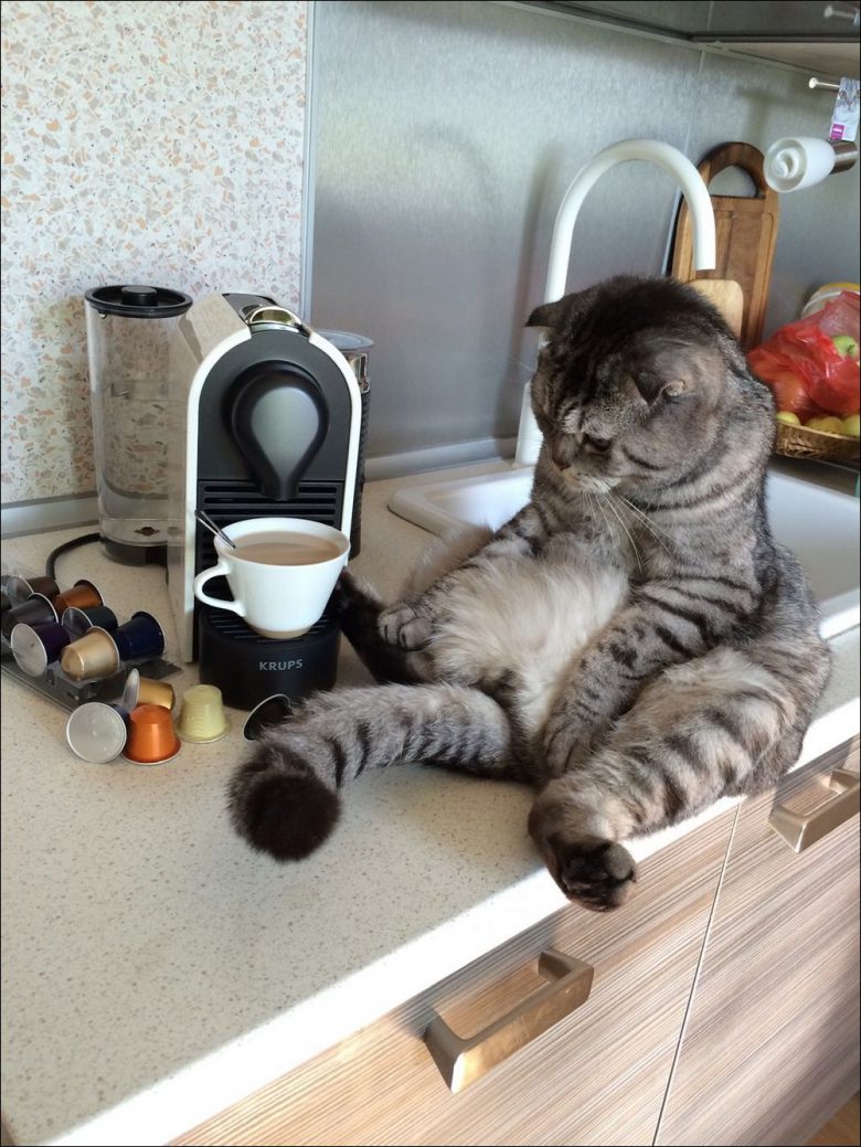 【猫おもしろ画像】キッチンの上に座る放心状態の猫（笑）