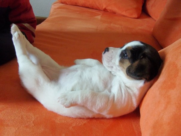 【犬おもしろ画像】ソファーでくつろぎながらピンと足を伸ばす子犬（笑）
