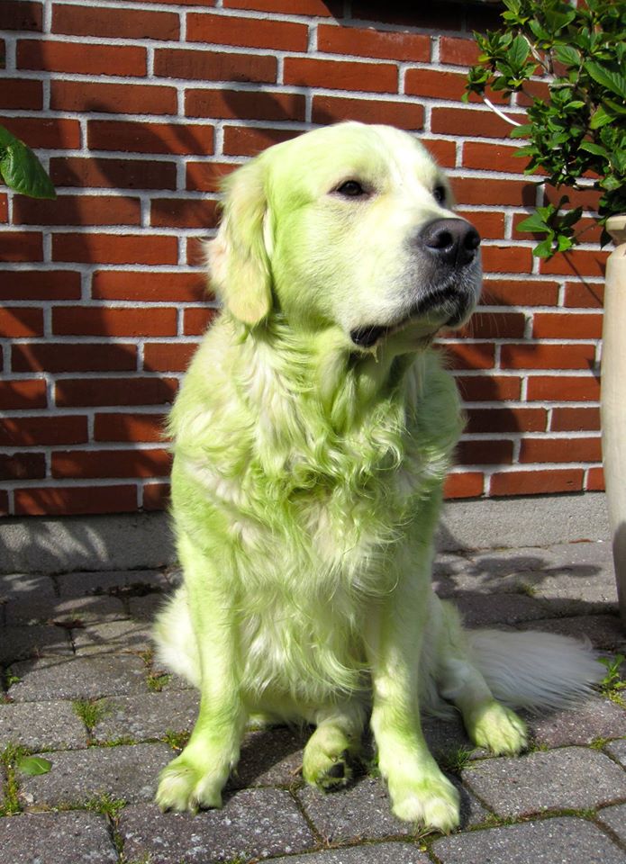 【犬おもしろ画像】刈ったばかりの芝生の上で遊んで緑色になった犬（笑）