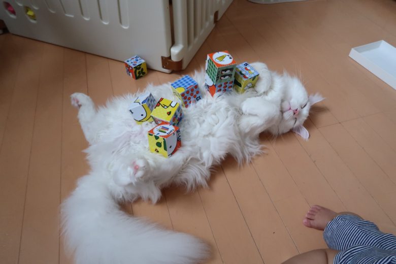【子どもと猫おもしろ画像】体を張って子どもの遊びに付き合ってくれる優しい猫（笑）
