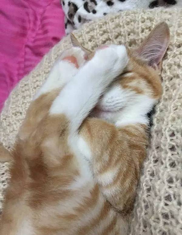 【猫おもしろ画像】恥ずかしいのか、手や足で顔を隠しながら寝る猫（笑）