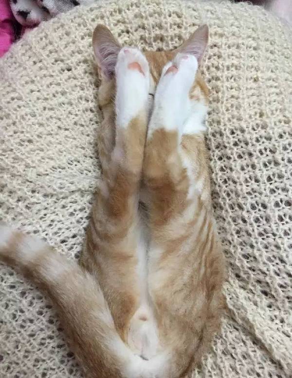 【猫おもしろ画像】恥ずかしいのか、手や足で顔を隠しながら寝る猫（笑）