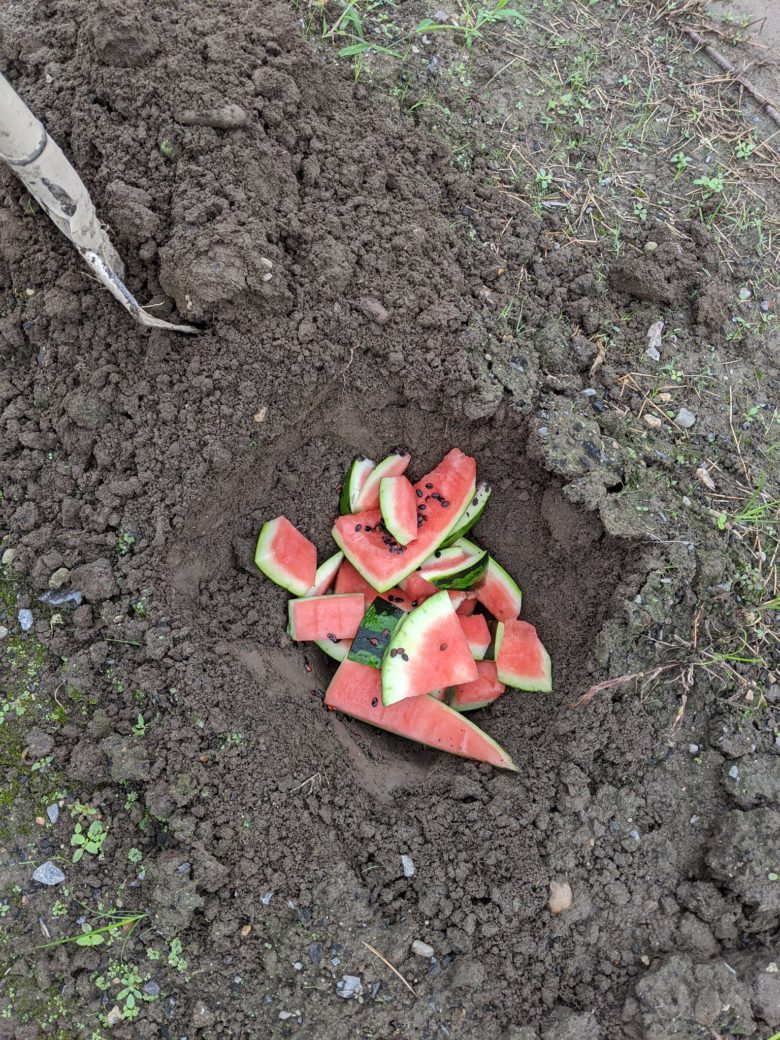 【夏おもしろ画像】食べ終わったスイカを庭に埋めた結果（笑）