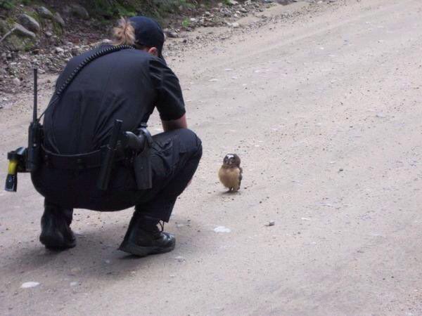 【フクロウおもしろ画像】アメリカで警察に事情聴取されるフクロウの赤ちゃん（笑）