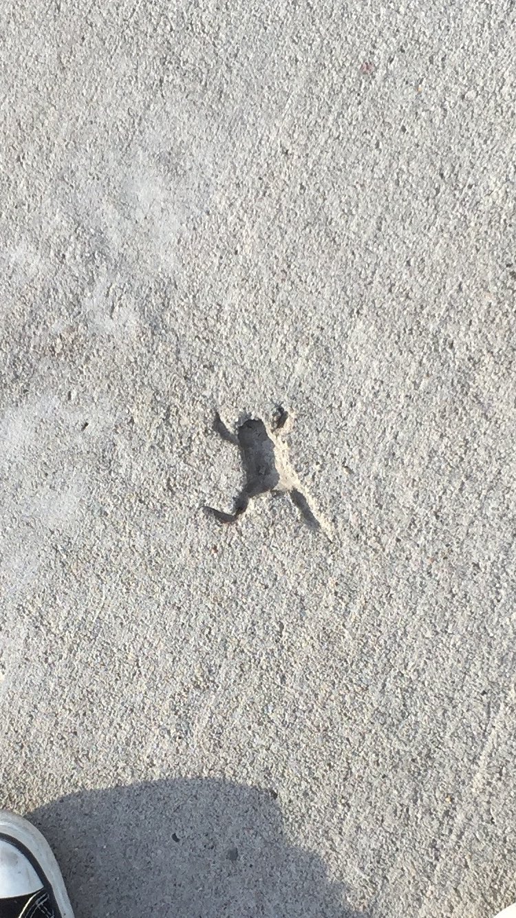 コンクリートに残ったカエルの跡（笑）