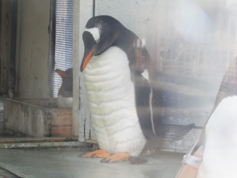【ペンギンおもしろ画像】おたる水族館の腹筋バッキバキのペンギン（笑）