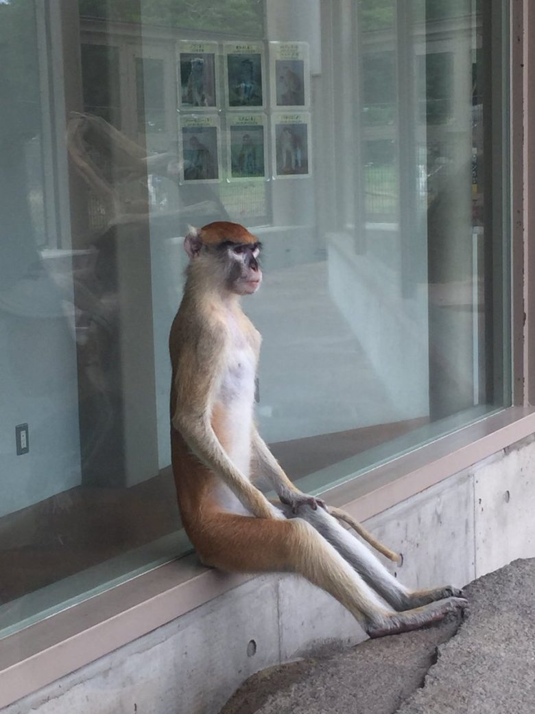 【猿おもしろ画像】愛知県のんほいパークの姿勢が良すぎるパタスザル（笑）
