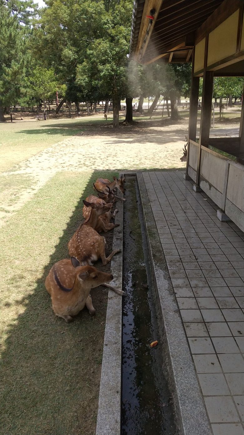 【猛暑おもしろ画像】奈良公園のミストシャワー付き東屋を占拠する鹿たち（笑）