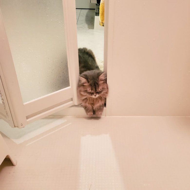 【猫おもしろ画像】お風呂を覗きに来て、ドアに挟まれたまま寝る猫（笑）