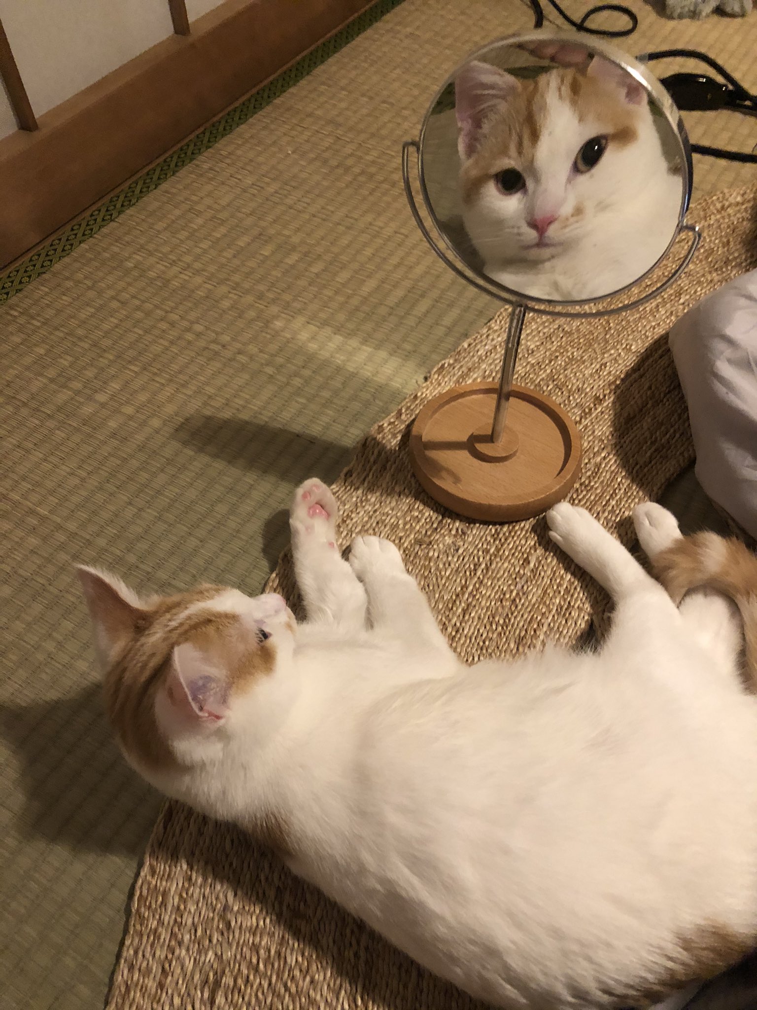 鏡越しにこちらをじっと観察する猫 笑