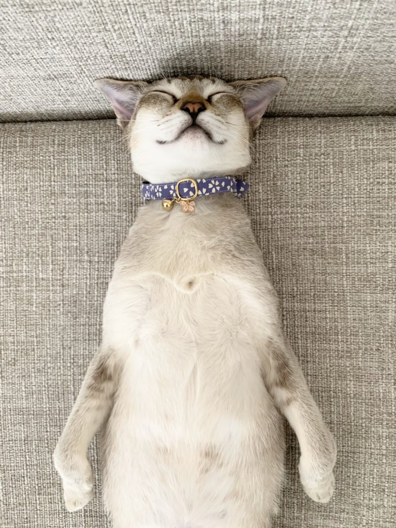 【猫おもしろ画像】背筋をピンと張って仰向けで寝る猫（笑）