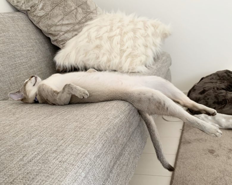 【猫おもしろ画像】背筋をピンと張って仰向けで寝る猫（笑）