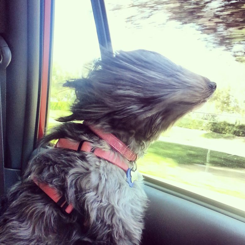 【犬おもしろ画像】自動車の窓から風を感じる犬（笑）