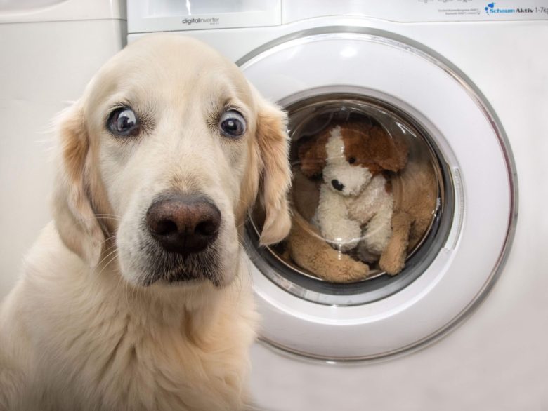 【犬おもしろ画像】お気に入りのぬいぐるみが洗濯されて驚く犬（笑）