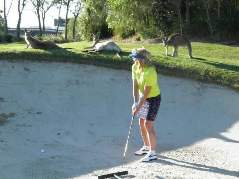 【ゴルフおもしろ画像】ゴルフ場でカンガルーが気になるバンカーショット（笑）