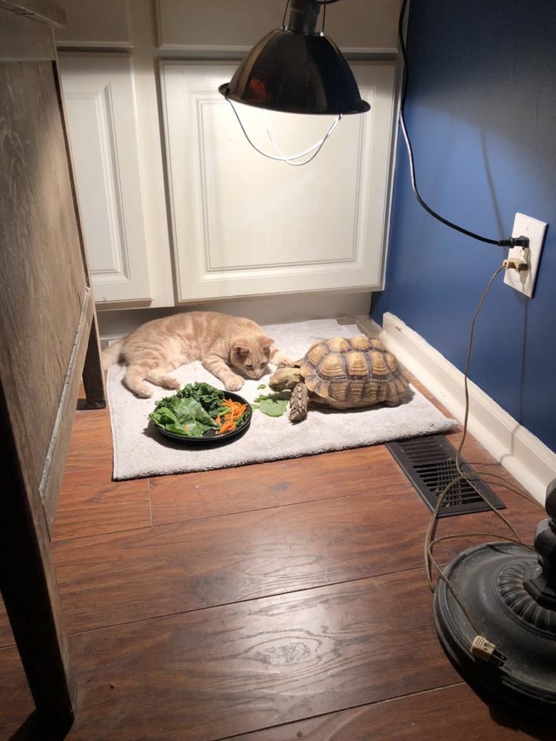【猫おもしろ画像】カメの食事が遅すぎて寝てしまう猫（笑）