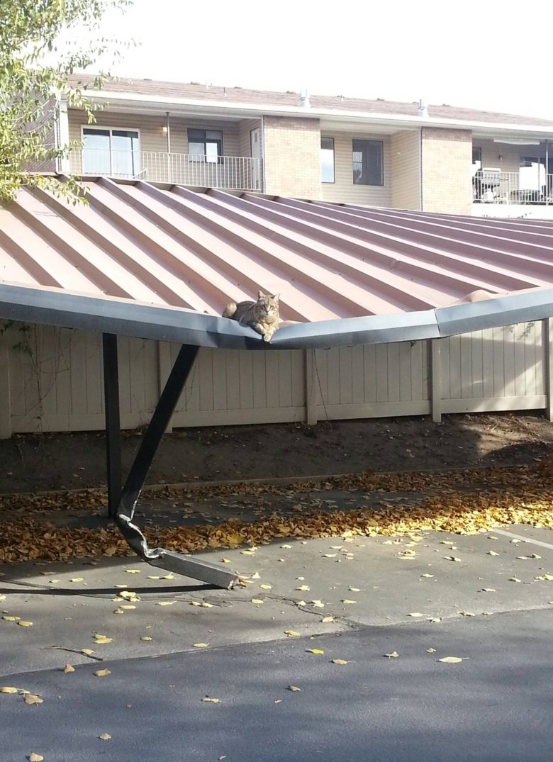 【猫おもしろ画像】屋根が歪むほど重い猫（笑）