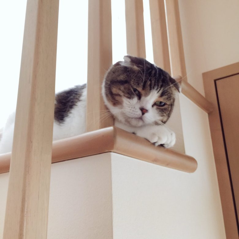 【猫おもしろ画像】階段の手すりから抜け出せなくなった猫（笑）