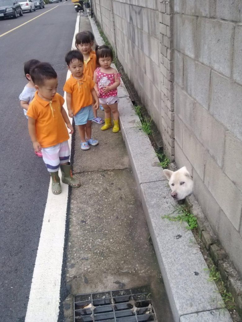 【犬おもしろ画像】塀の隙間から顔を出す犬とそれを眺める子どもたち（笑）