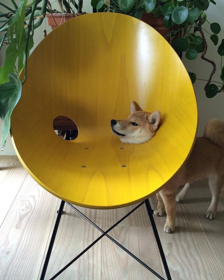 【犬おもしろ画像】椅子の穴に頭が挟まった柴犬（笑）