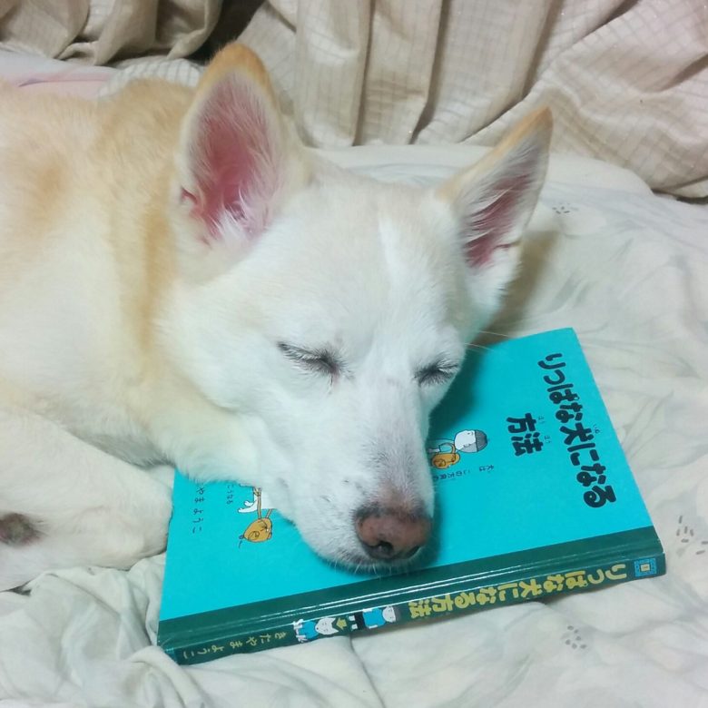 【犬おもしろ画像】「りっぱな犬になる方法」の本を枕にして眠る犬（笑）