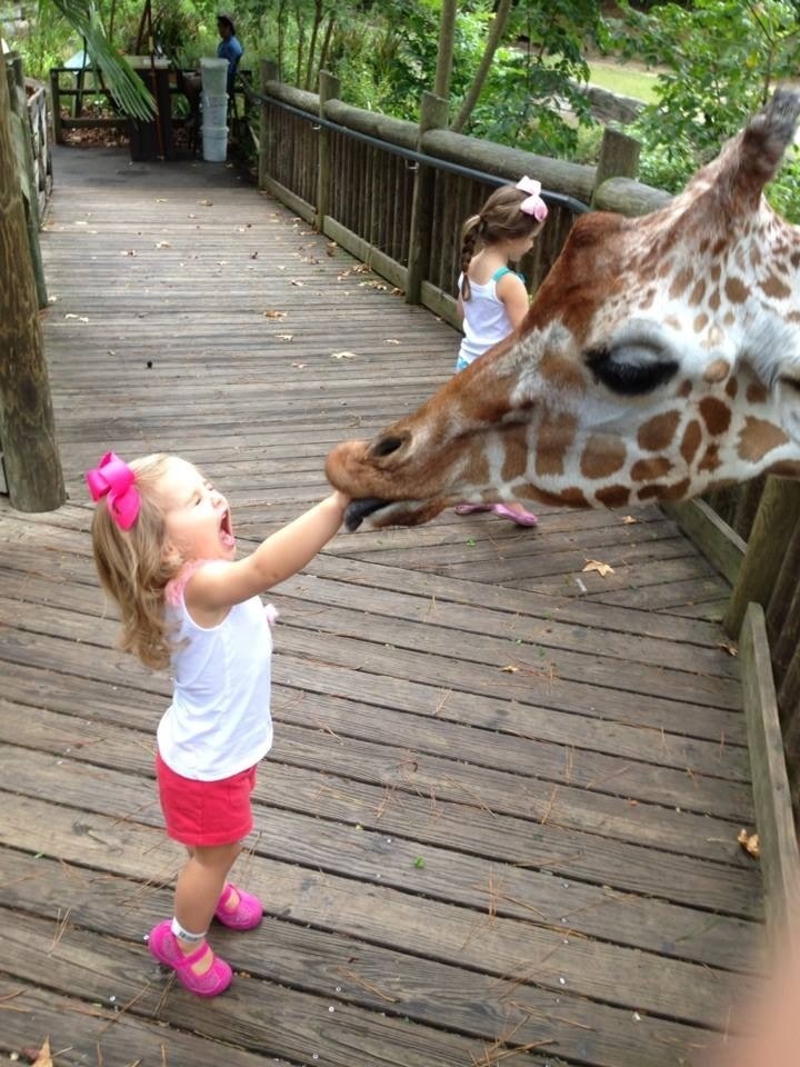 【キリンと子どもおもしろ画像】キリンに手を食べられて驚く子ども（笑）