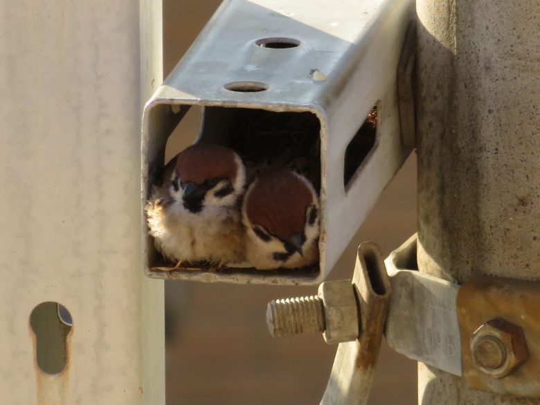 【スズメおもしろ画像】監視カメラの代わりに監視するスズメたち（笑）