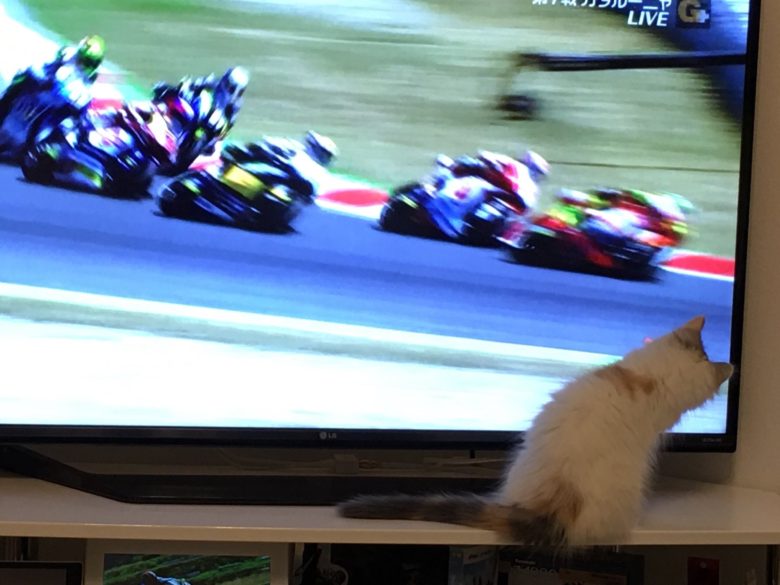 【猫おもしろ画像】バイクレース映像を観ながら、一緒に身体を曲げる猫（笑）