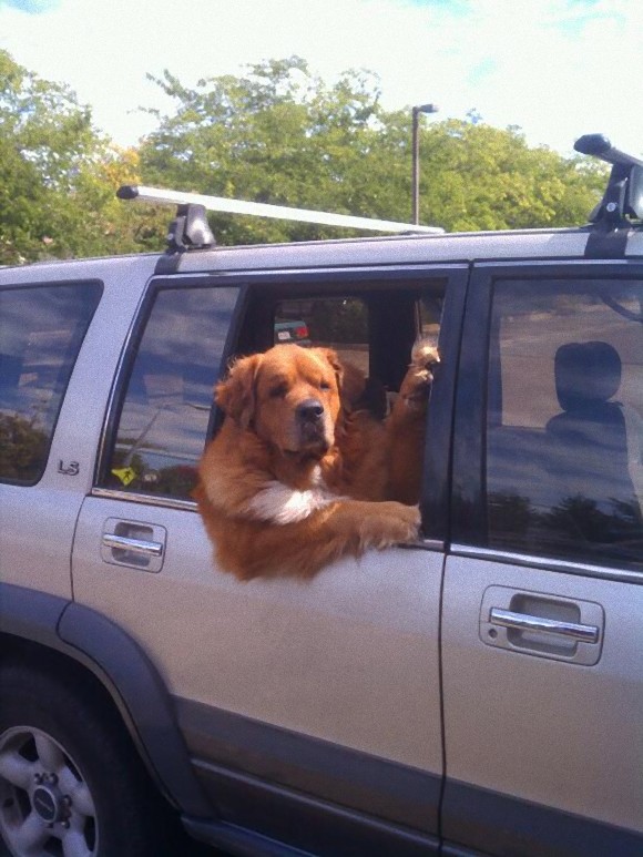 【犬おもしろ画像】車の窓から顔を出す人間のような犬（笑）