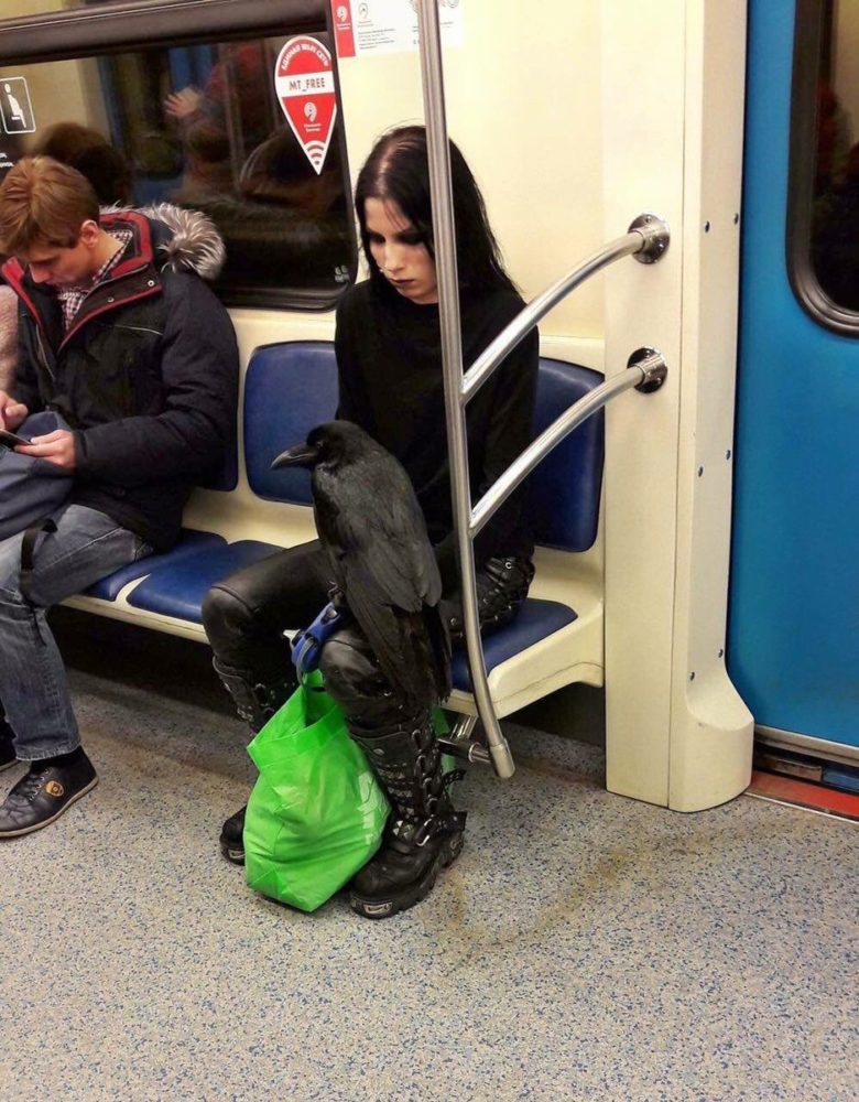 【海外電車おもしろ画像】モスクワの地下鉄でカラスを連れて電車に乗る人（笑）