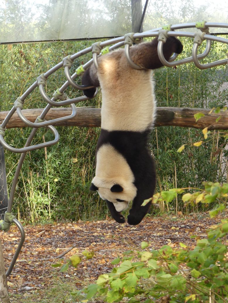 【パンダおもしろ画像】登り棒でアクロバティックな事をするパンダ（笑）