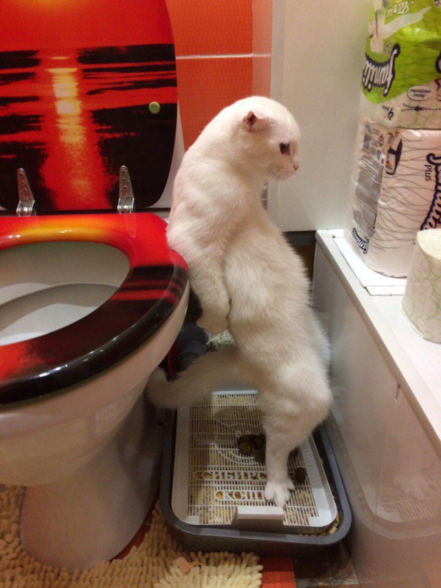 【猫おもしろ画像】トイレの便座に寄り掛かる、おもしろい姿勢の猫（笑）
