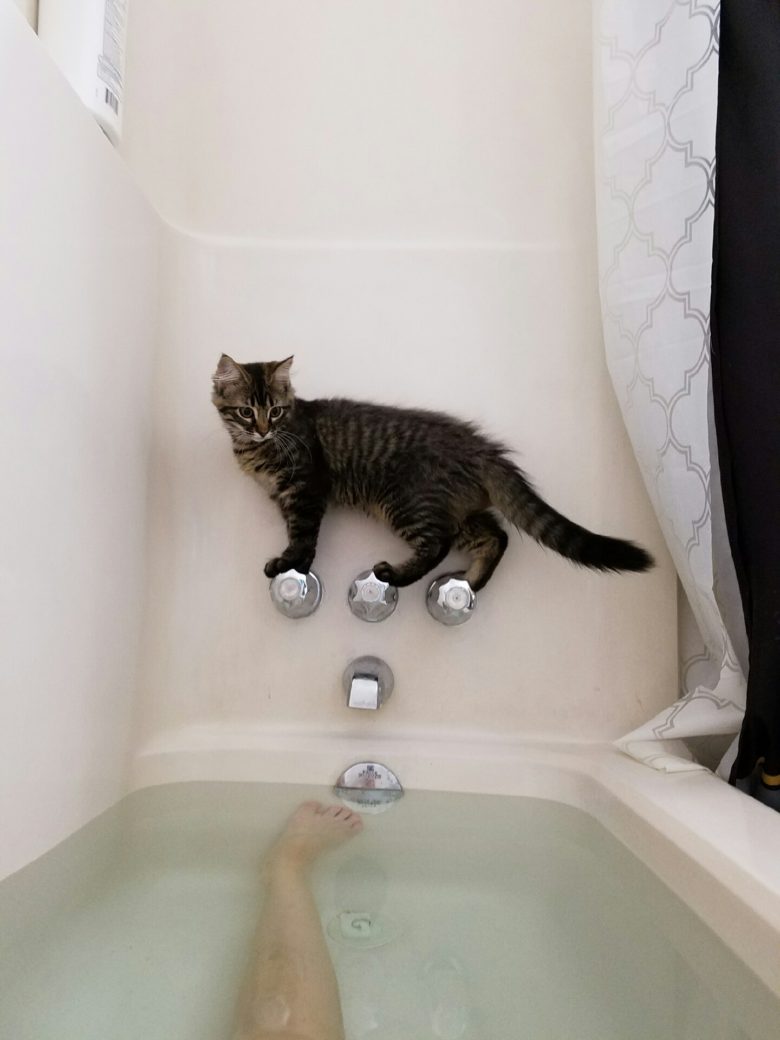 【猫おもしろ画像】恐る恐るお風呂を見ていた猫の顛末（笑）