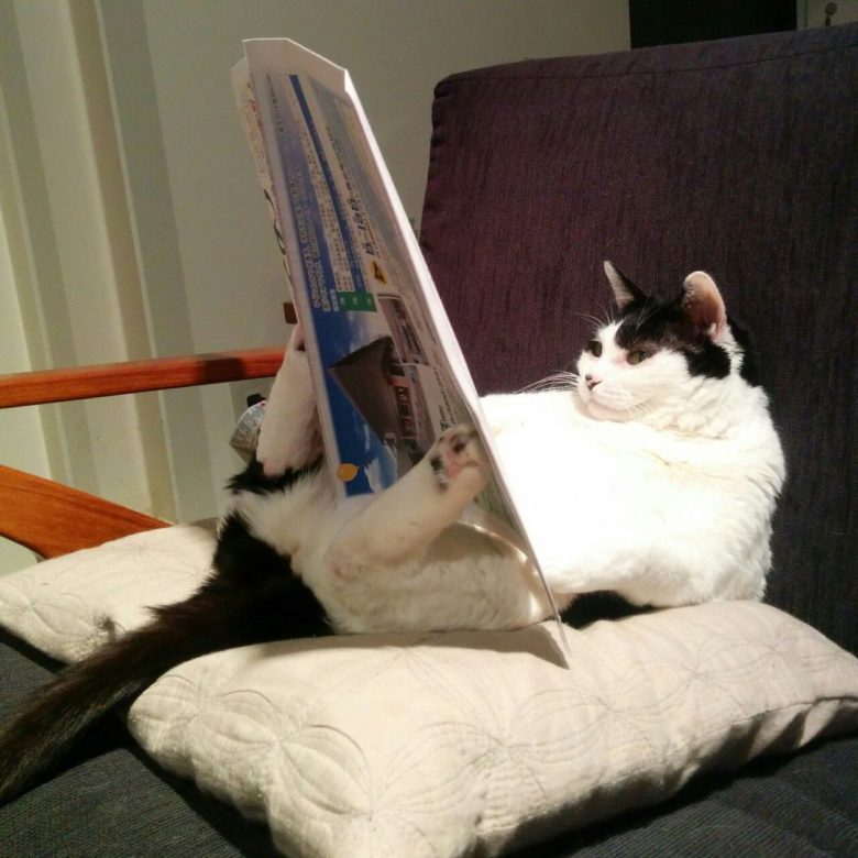 【猫おもしろ画像】おもしろい体勢で新聞の折り込み広告を見る猫（笑）